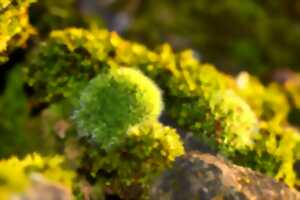 photo Approche du monde des mousses: conférence diaporama