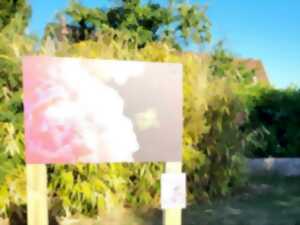 Exposition photographique : Poèmes de pollens