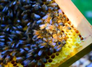 photo Conference - l'abeille et nous aujourd'hui