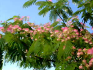 photo Les arbres d’ornement pour les petits jardins