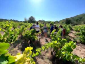 photo BALADE VIGNERONNE