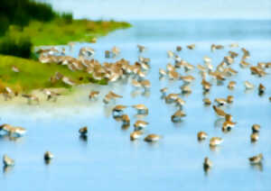 photo Venez compter les oiseaux limicoles !