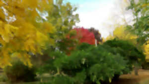 photo Les arbres et arbustes à belle coloration automnale