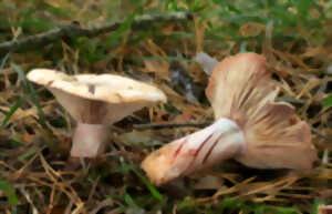photo Journées Eupéennes du Patrimoine : Sortie champignons