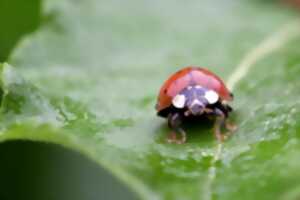 photo FABRICATION D'UN ABREUVOIR À INSECTES