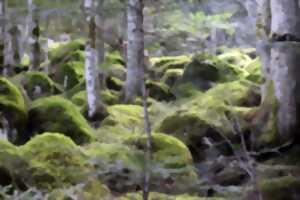 photo Lulu la coussacoise : Bain de forêt et immersion olfactive