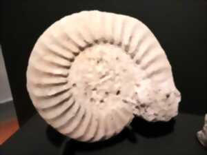 photo animation autour des fossiles par Ammonite 50
