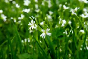 photo Balade nature