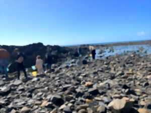 photo Découverte de la pêche à pied