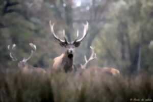 photo Brame du cerf en Sologne avec Plume de nature