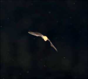 photo Nuit de la Chauve-souris
