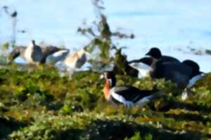Sortie participative - Ornithologie