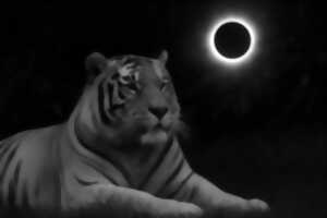 La nuit de l'éclipse