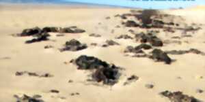 Reconnaître les algues de la laisse de mer