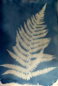 [Atelier] Découverte du cyanotype