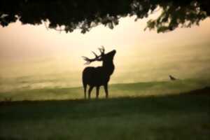 photo La Chasse, un atout majeur de la ruralité