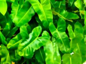photo Balade nature