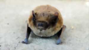 photo Rencontre avec les chauves-souris de Meyrals