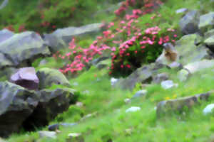 Sur les traces des marmottes