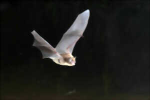 photo Animation nature - les chauves-souris et leurs habitats