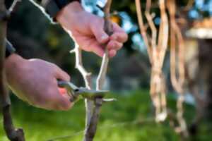 Cours : Taille de fructification sur demi-tiges et formes basses