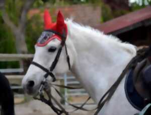 photo Cheval Mon Ami : Lâchez les chevaux !