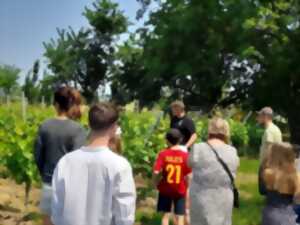 Dans les pas du vigneron