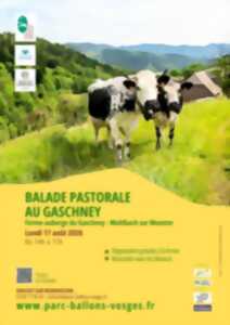 photo Balade pastorale : La Balade du Gaschney