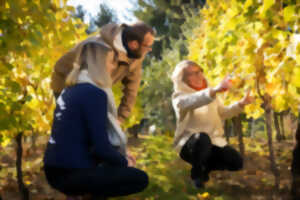 photo Comment naît un vin ? Les secrets du vigneron