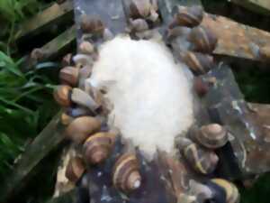 Visite de la ferme aux escargots de Margaux