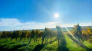 photo Domaine Vierling : visite authentique et dégustation