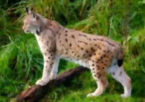Ciné-débat : Le retour fragile du Lynx