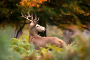 photo Balade forestière : Le brâme du cerf