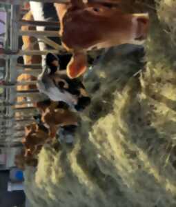 photo Les éphémères de la ferme Trau