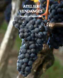 photo Atelier Vendanges aux Vignobles Chatonnet