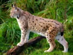 photo Ciné-débat : Le retour fragile du Lynx