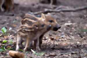 photo Repas de chasse de Doissat