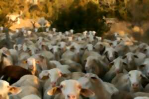 photo RENCONTRES DU PASTORALISME - VISITE DE FERME