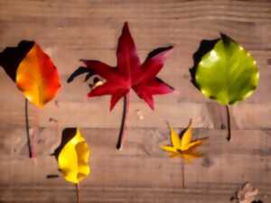 Sortie parent-enfant : chasse aux feuilles d’automne