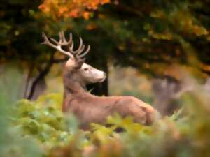 photo Balade forestière : Le brâme du cerf