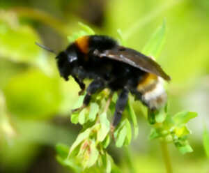 photo Chantier participatif, un mur pour les abeilles sauvages