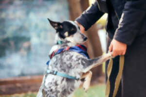 Expositions Canines Nationales