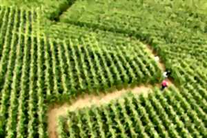Un labyrinthe grandeur nature à explorer en famille ! - Journées européennes du parimoine