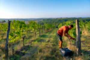 photo Atelier dégustation : Vallée de la Garonne et affluents