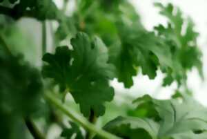 Secrets de plantes