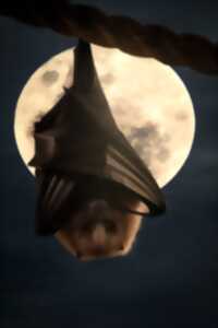 Nuit de la Chauve-souris