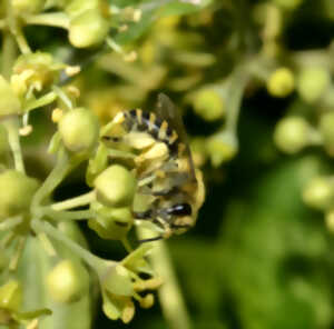 photo Foire aux fruits d'automne et Grand jeu à la découverte des pollinisateurs !