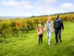 Les secrets du vignoble - Balade commentée dans les vignes suivi d'une dégustation