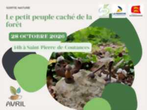 Le petit peuple caché de la forêt