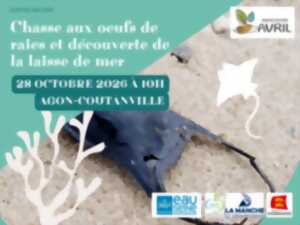 Chasse aux oeufs de raies et découverte de la laisse de mer
